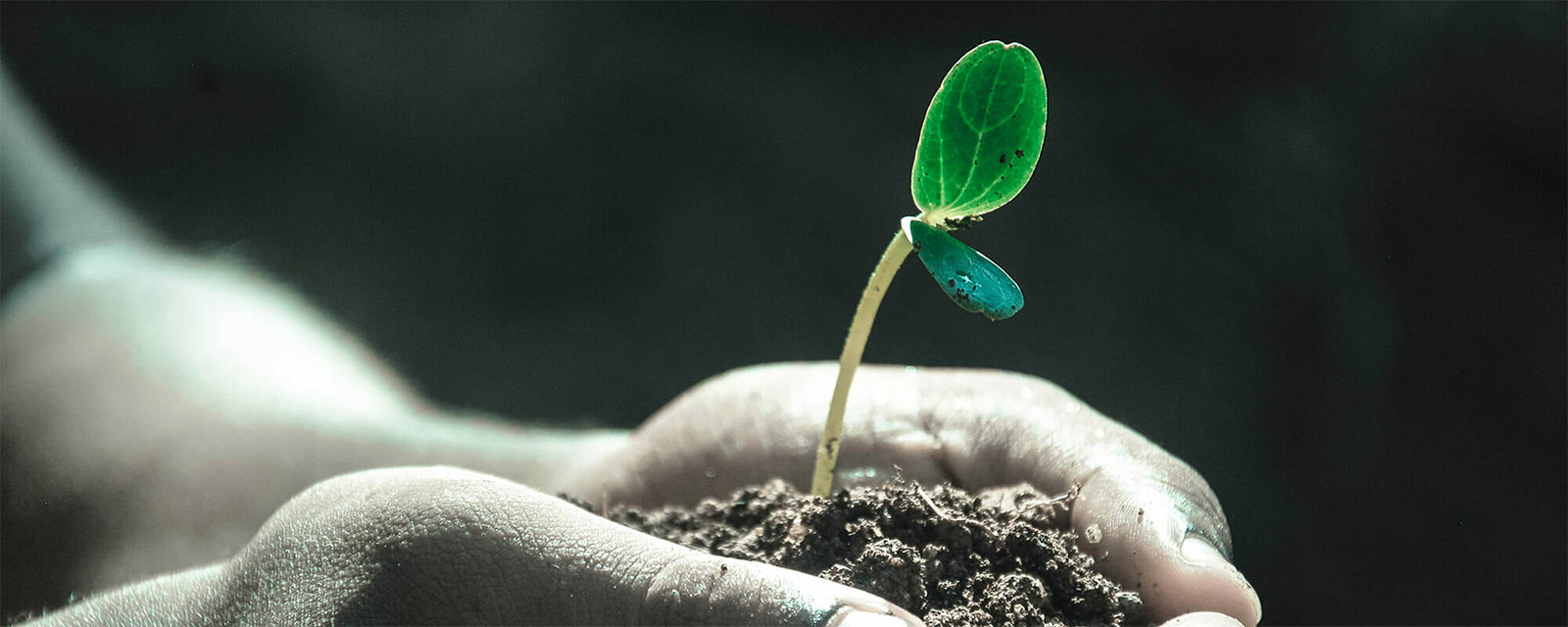 Hands holding sprout in soil